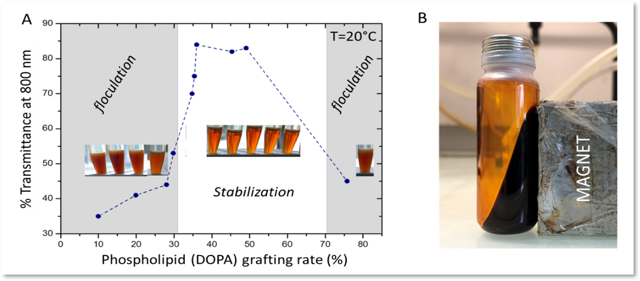 Figure 1. Dispersion properties of magnetic nanoparticles in oil as a function of DOPA grafting density (A) and picture of a magnetic oily fluid obtained according the process (B).  