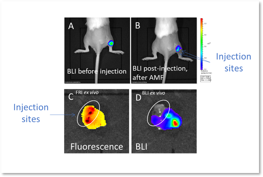 Figure 2. (A) Bioluminescence image (BLI) attesting of the viability of tumor cancer cells before injection and AMF application; (B) BLI showing the partial tumor ablation and the two injection sites on the subcutaneous tumor of the oily FF (2  1 µL, CFe2O3 = 300 mg/mL) after AMF application (15 min at 473.5 kHz, 13.4 kA·m-1). (C) fluorescence and (D) bioluminescence imaging of the excised tumor showing the co-localisation of the fluorescent oily ferrofluid at 800 nm by addition of indocyanin green (ICG) with the thermo-ablated zones generated by the hotspots.